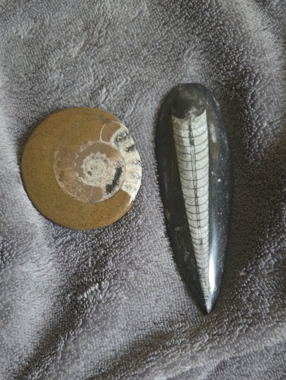 Polished ammonite & Orthoceras  Fossils
